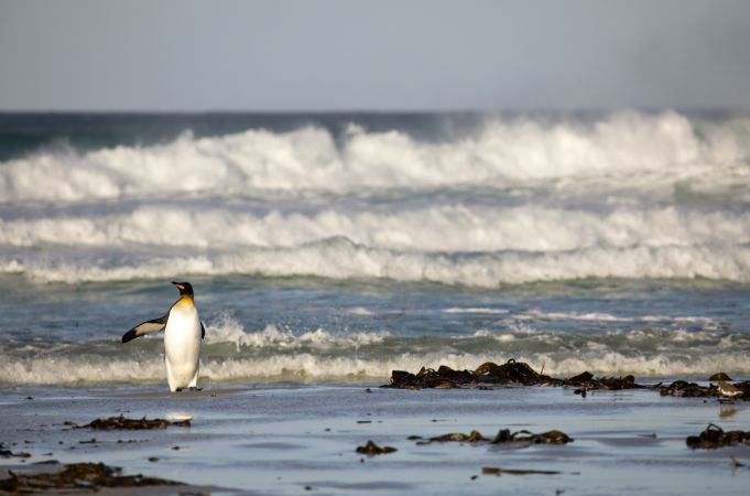 Hohe Wellen an den Stränden der Falkland Inseln © Diamir