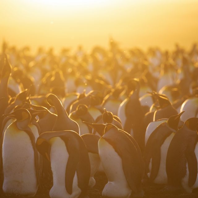 Sonneuntergangsstimmung in der Pinguin-Kolonie