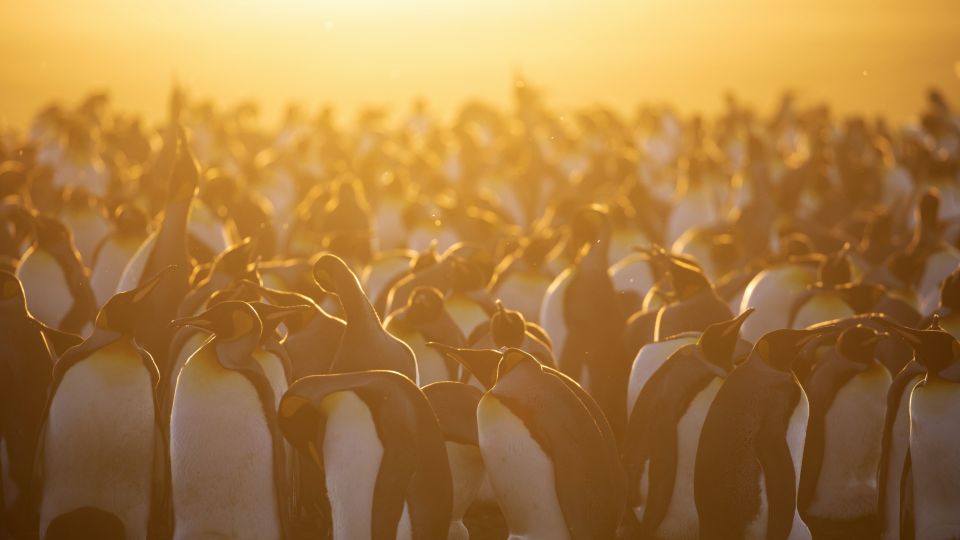 Sonneuntergangsstimmung in der Pinguin-Kolonie