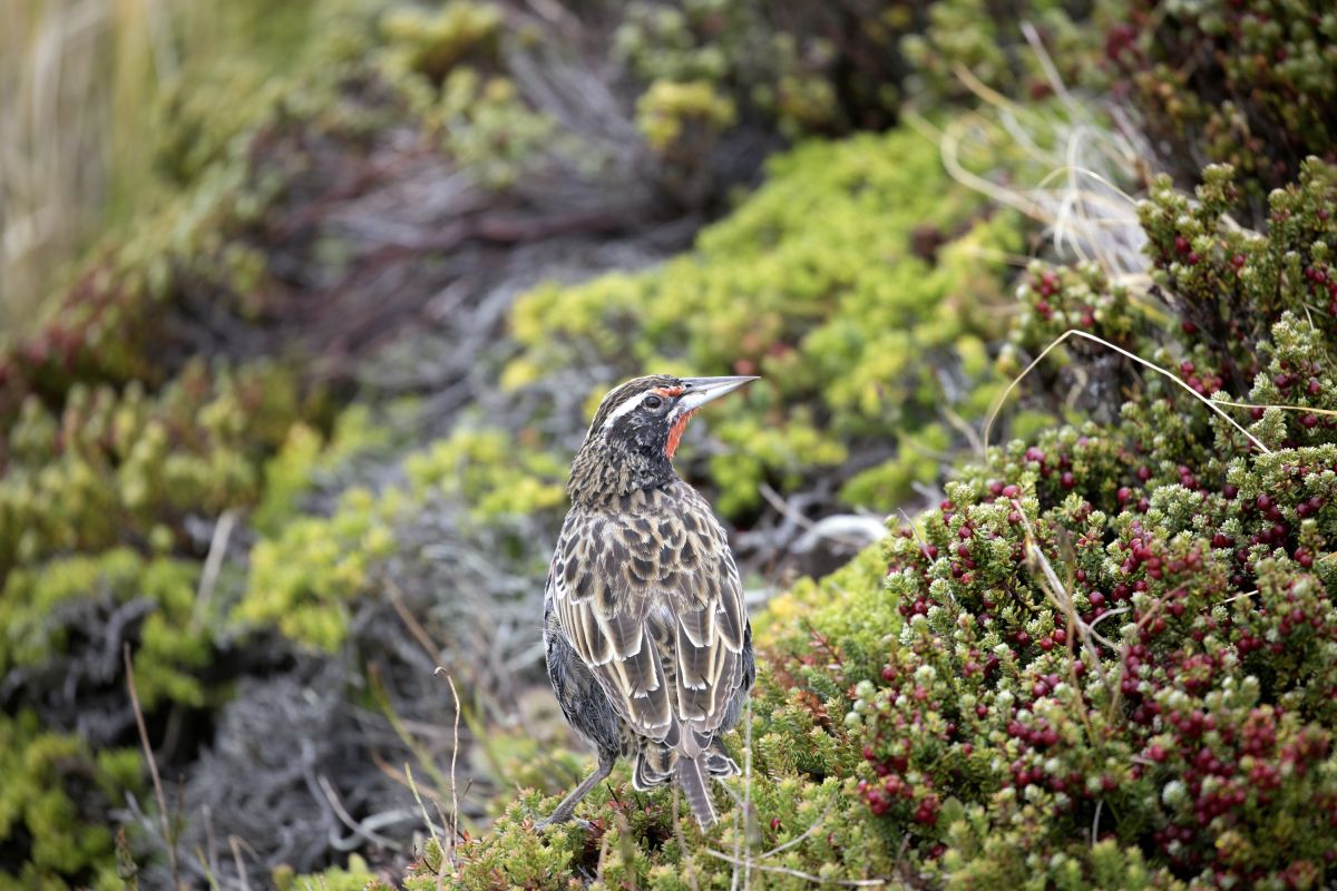 Nicht nur Pinguine: Stärling auf den Falkland Inseln