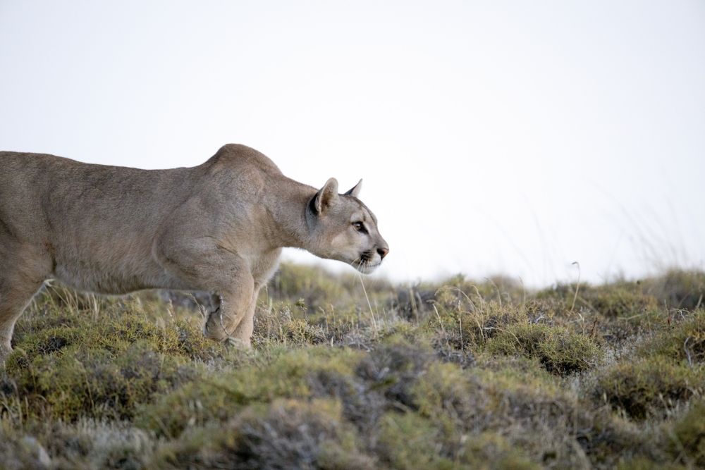 Einmalige Puma-Sichtung im Nationalpark Torres del Paine
