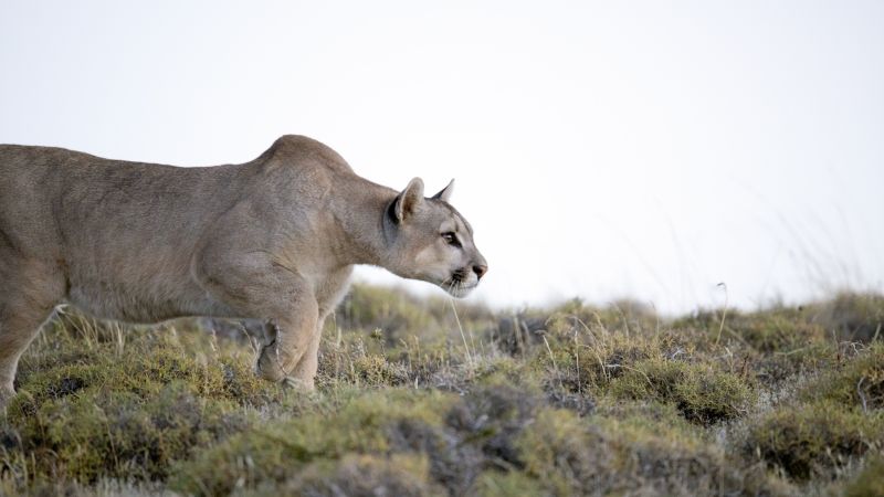 Einmalige Puma-Sichtung im Nationalpark Torres del Paine