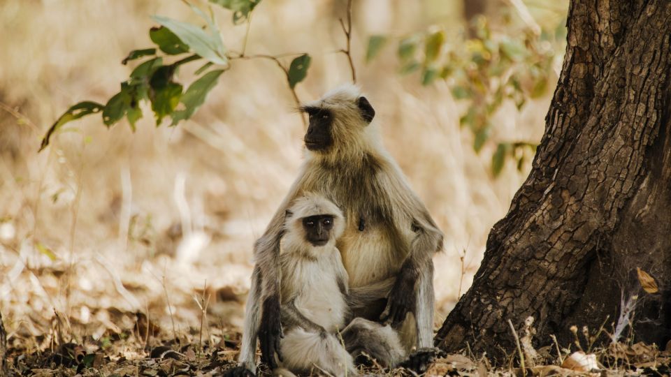 Pench, Tadoba-Nationalpark – Affen