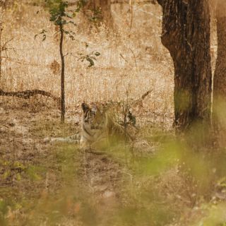 Pench, Tadoba-Nationalpark – Tiger