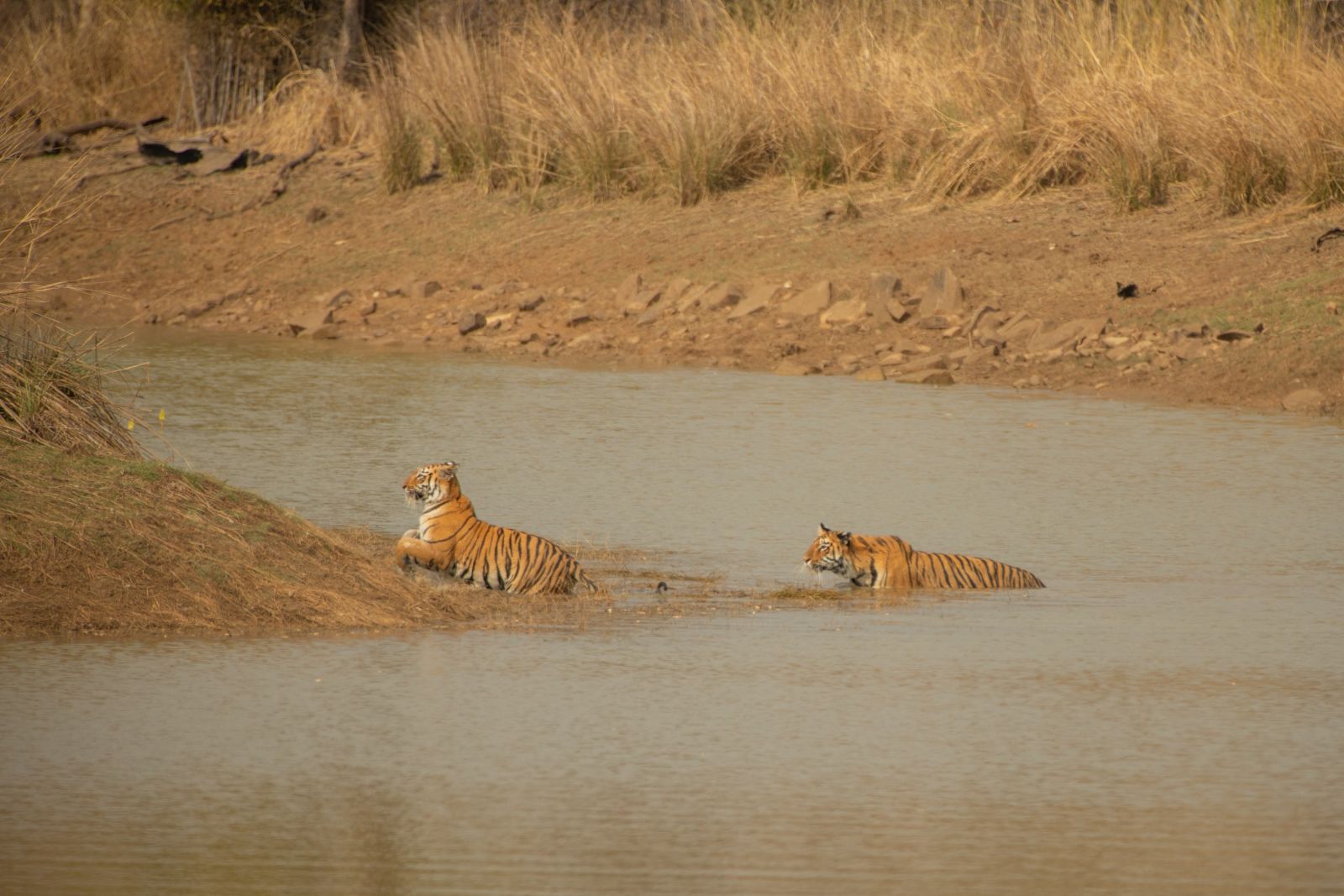 Pench, Tadoba-Nationalpark-Tiger
