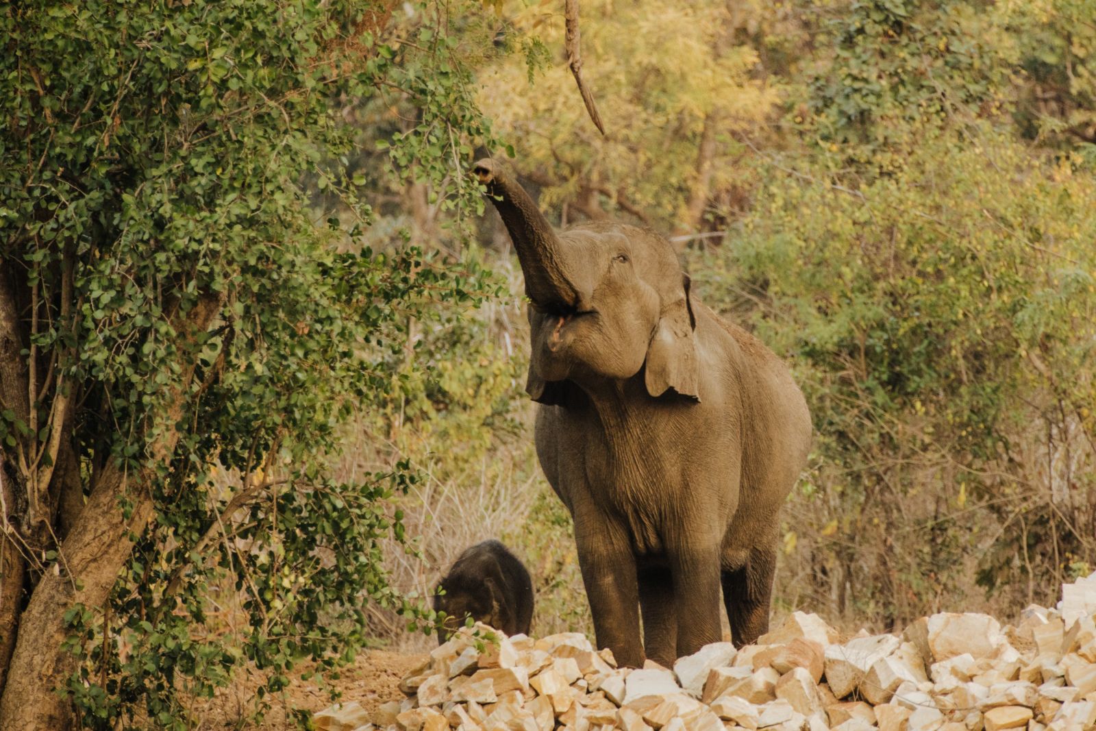 Pench, Tadoba-Nationalpark-Elefanten
