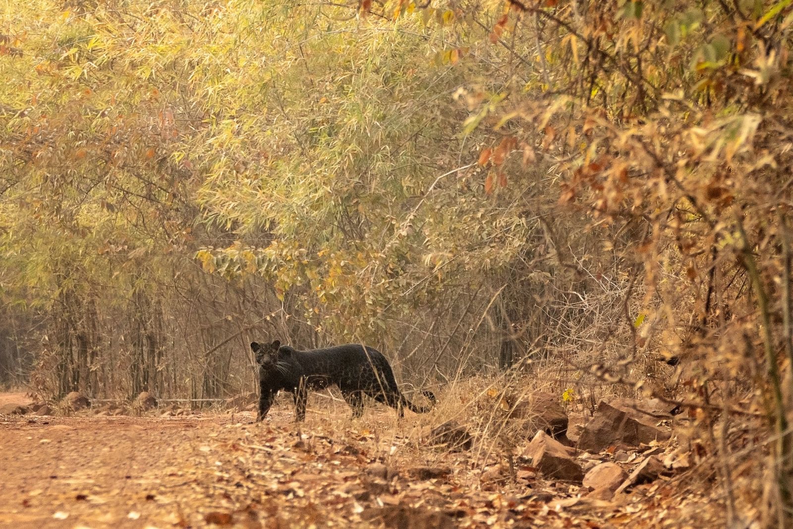 Pench, Tadoba-Nationalpark-Schwarzer Panther