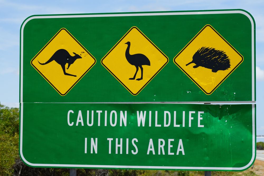 Achtung, Wildlife! Vorsicht ist auf den Straßen Australiens geboten, die Warnschilder erinnern an Känguru, Emu & Co.
