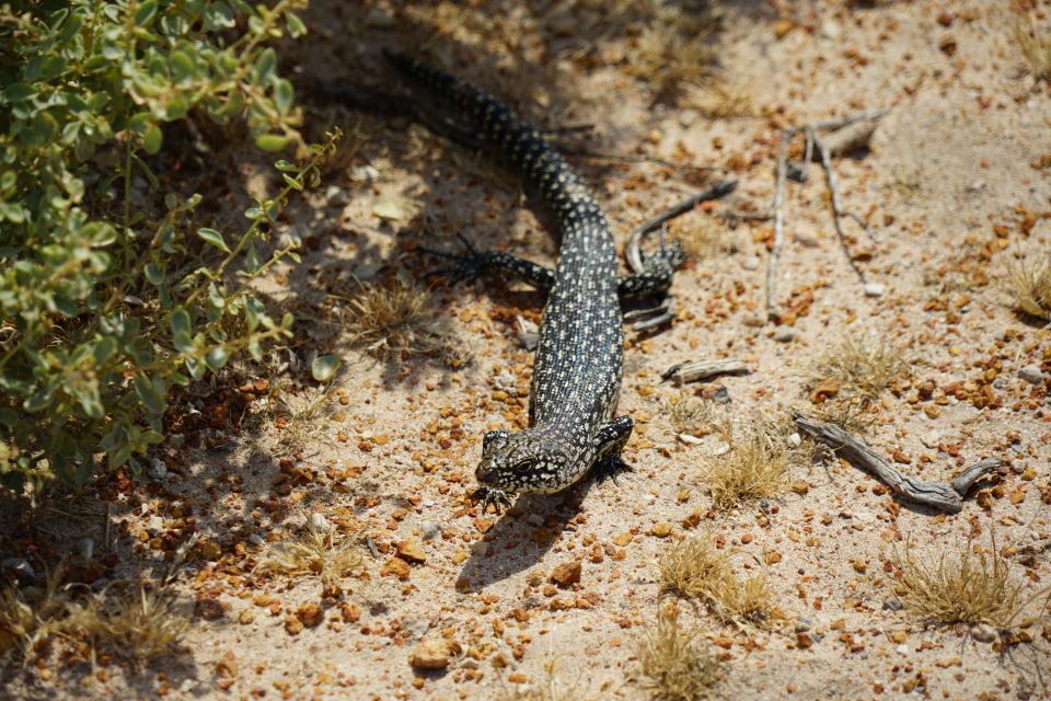 In Westaustralien sind Reptilien keine Seltenheit.