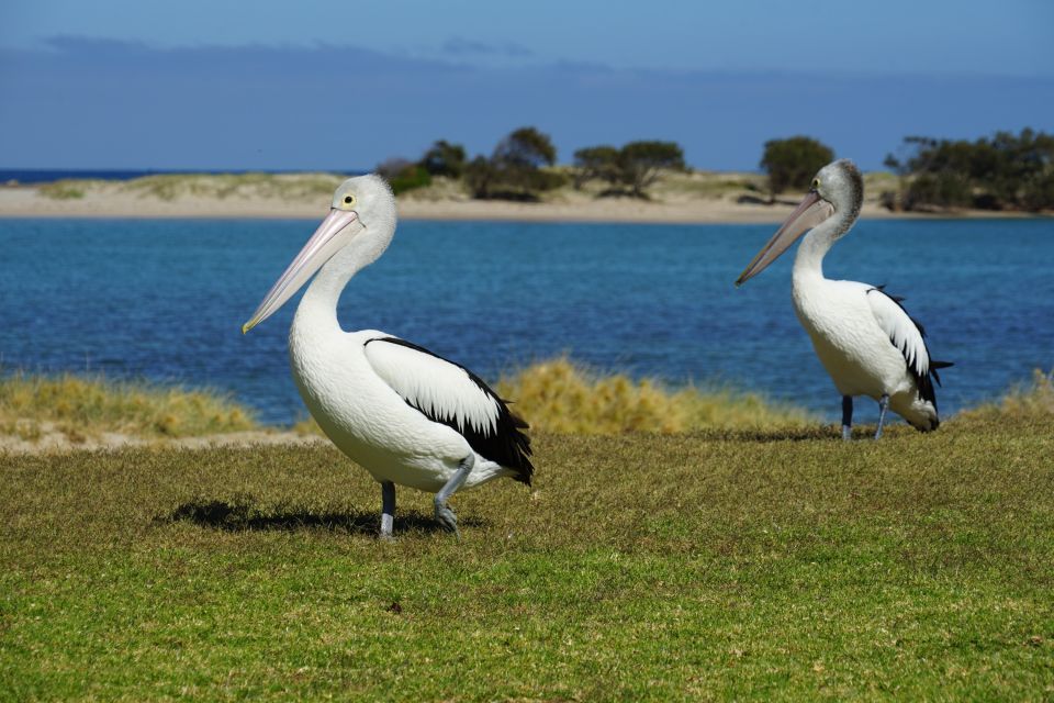 Australiens Tierwelt ist einzigartig und artenreich.