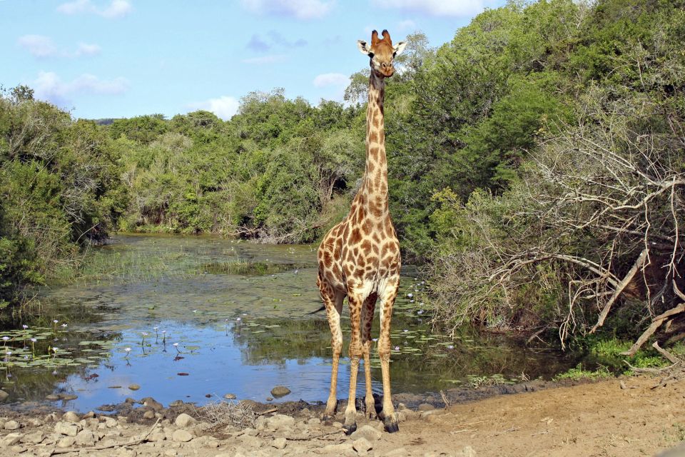Giraffe im Addo-Elephant-Nationalpark