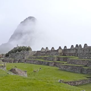 Lamas grasen auf den Grünflächen der Machu Picchu Stätte