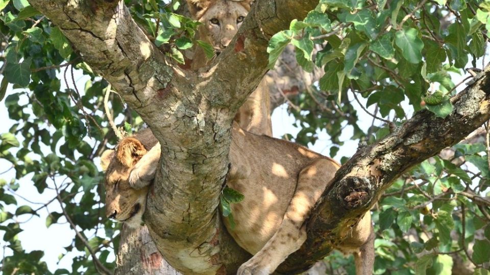 Löwe entspannt im Geäst eines Baumes