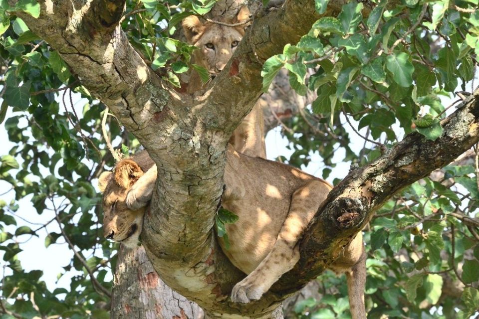Löwe entspannt im Geäst eines Baumes