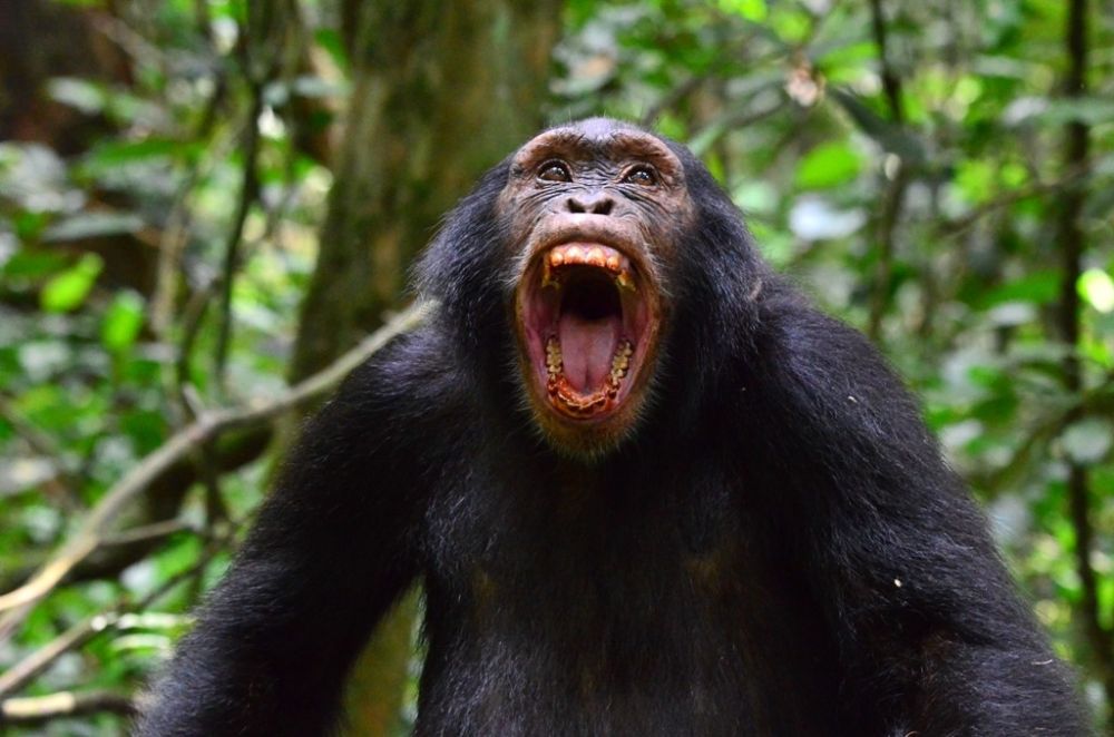 Schimpanse in Aufruhr