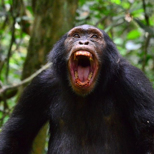 Schimpanse in Aufruhr