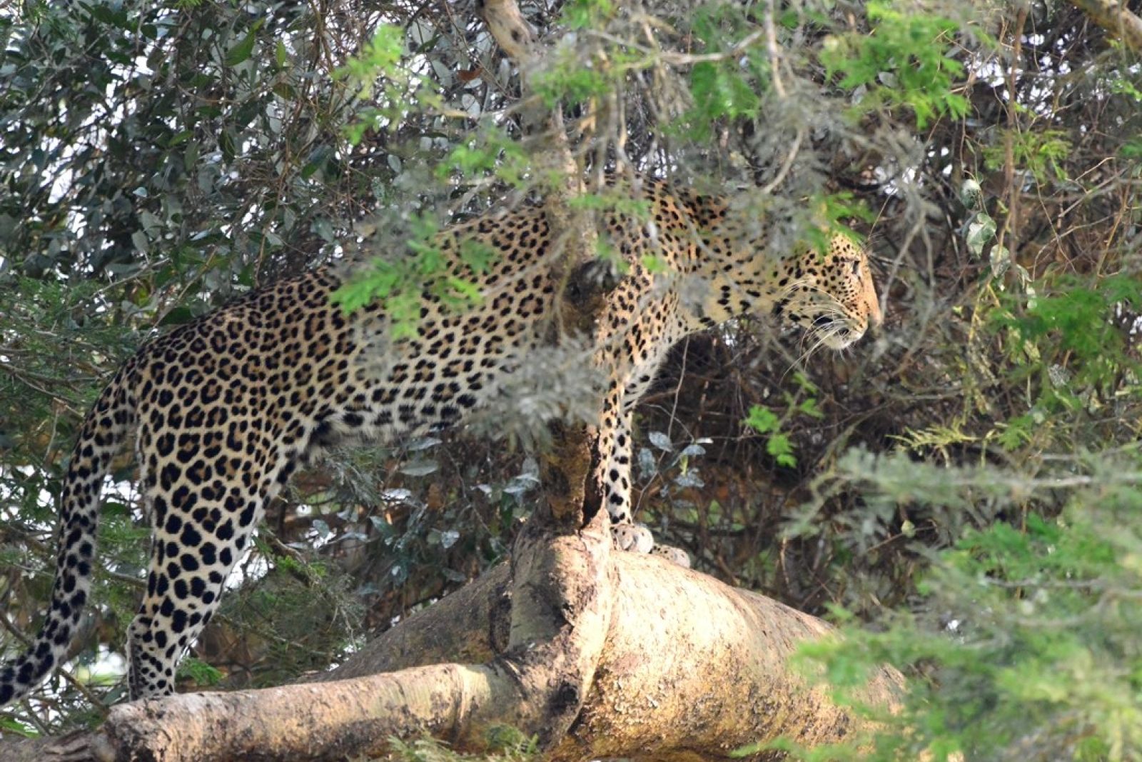 Leopard im Geäst eines Baumes