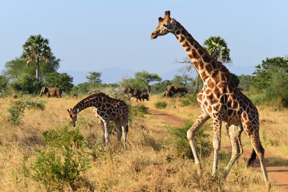 Elefanten und Giraffen auf Safari