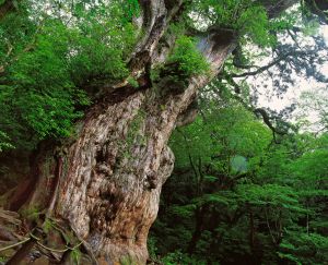 mystischer Zedern-Urwald auf der Insel Yakushima (UNESCO)