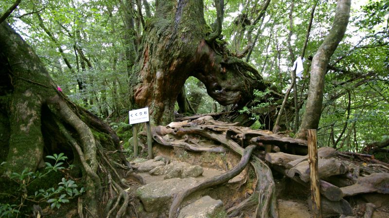 mystischer Zedern-Urwald auf der Insel Yakushima (UNESCO)