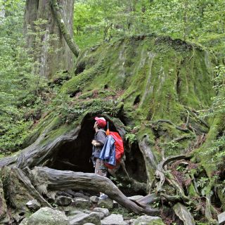 Mystischer Urwald auf Yakushima (UNESCO)