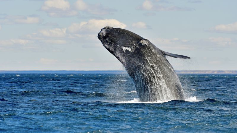 Lässt Fotografenherzen höher schlagen: der Sprung eines Glattwals © Diamir