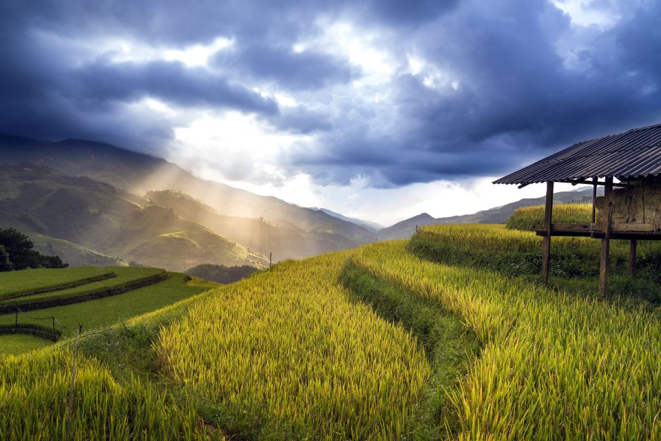 Goldene Reisfelder in Vietnam