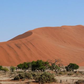 Im Sossusvlei befinden sich die höchsten Sanddünen der Welt