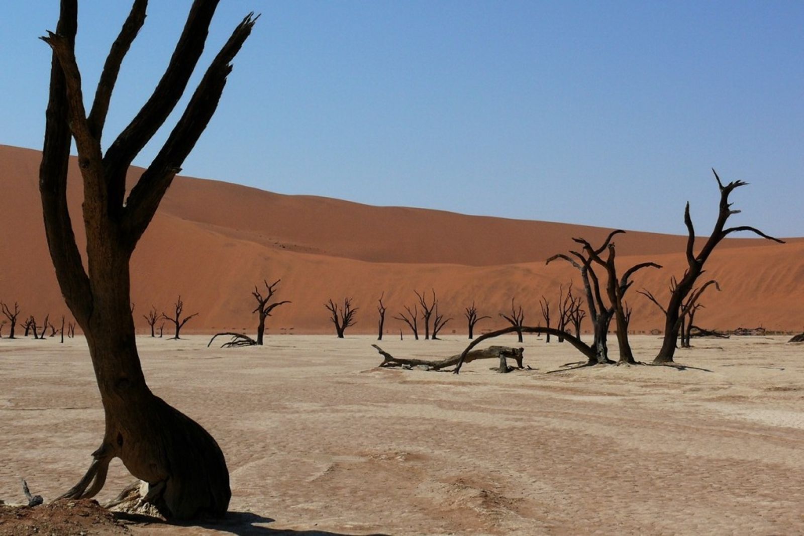 Das Deadvlei im Namib-Naukluft-Nationalpark