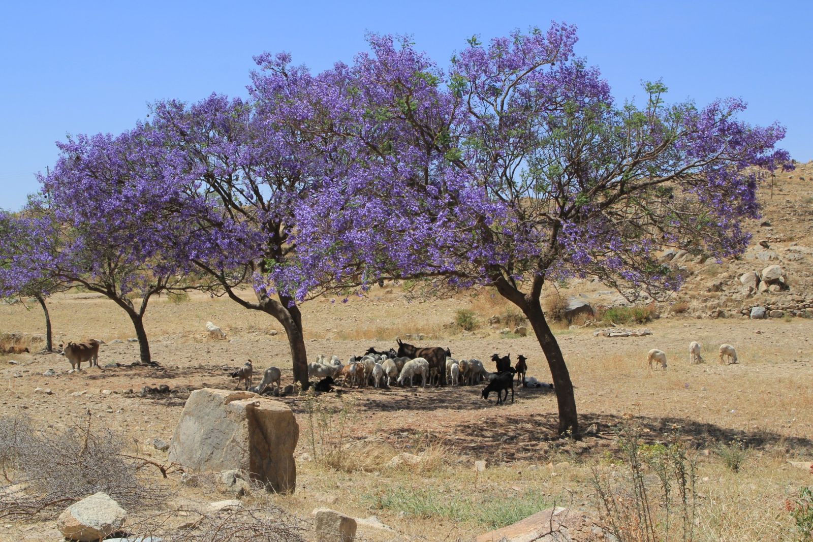 Jacarandabaum bei Asmara