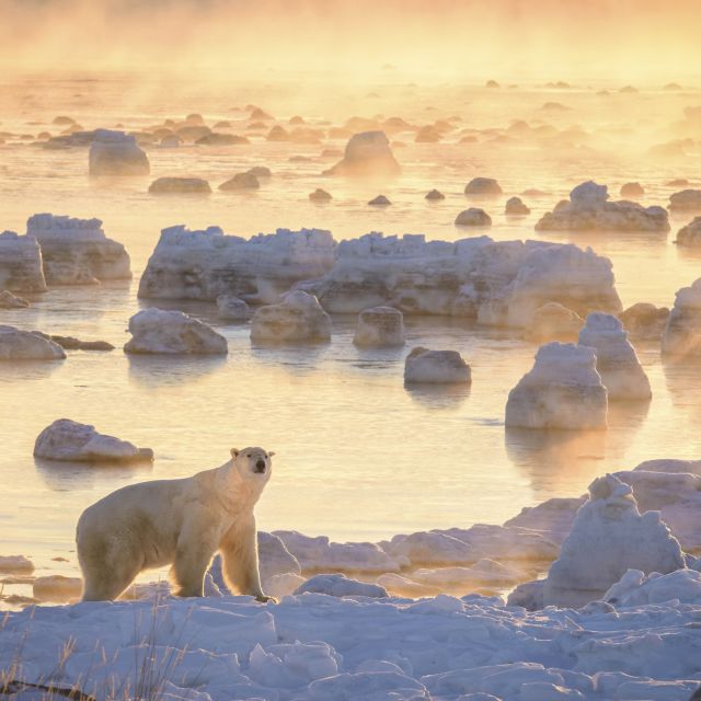 Eisbär im Morgenlicht an der Hudson Bay, Seal River Lodge, Manitoba