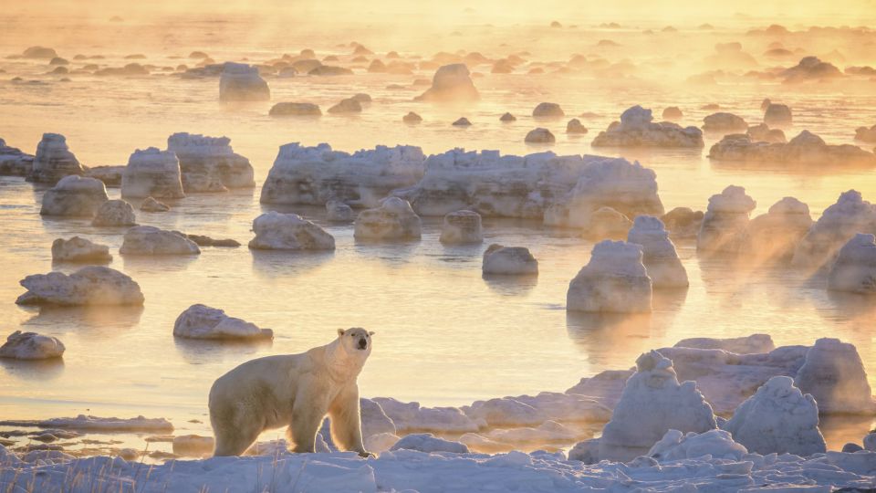 Eisbär im Morgenlicht an der Hudson Bay, Seal River Lodge, Manitoba