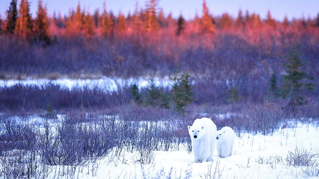 Eisbärin mit Jungem im Abendlicht, Manitoba