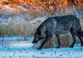 Schwarzer Wolf, Manitoba