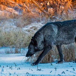 Schwarzer Wolf, Manitoba