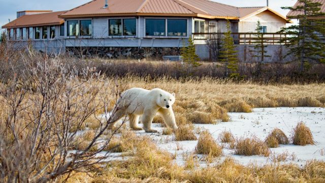 Eisbär vor der Nanuk Polar Bear Lodge, Manitoba