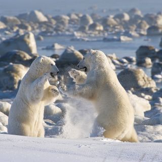 Kämpfende Eisbären nahe der Seal River Lodge, Manitoba