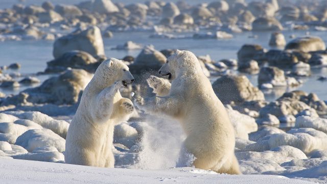 Kämpfende Eisbären nahe der Seal River Lodge, Manitoba