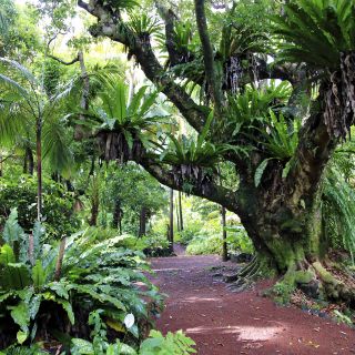 Tropischer Garten – Farnwald