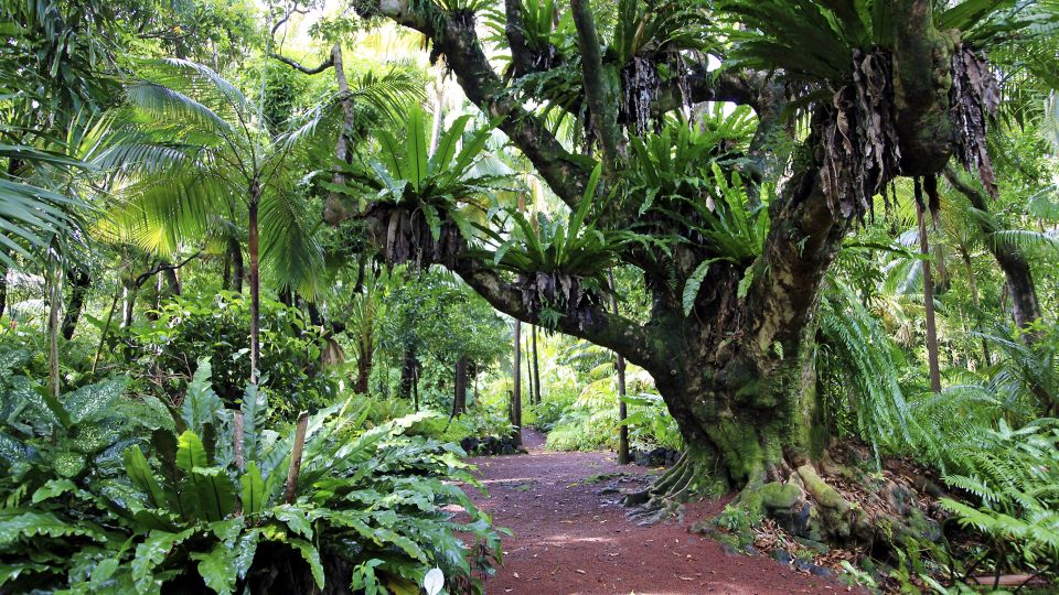 Tropischer Garten - Farnwald