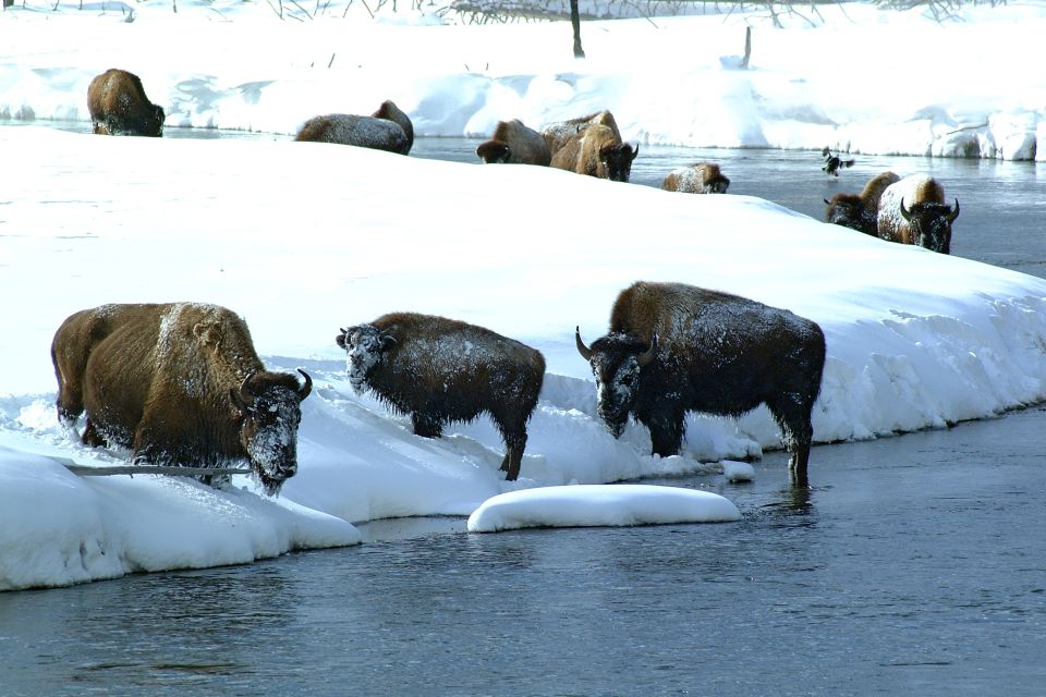 Bison im winterlichen Yellowstone National Park, Wyoming