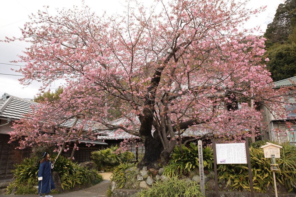 Blühender Kirschbaum Anfang Februar auf der Izu-Halbinsel bei Tokio