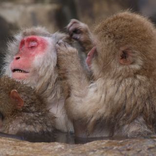 Fellpflege der Affen im Jigokudani Monkey Park – Nagano