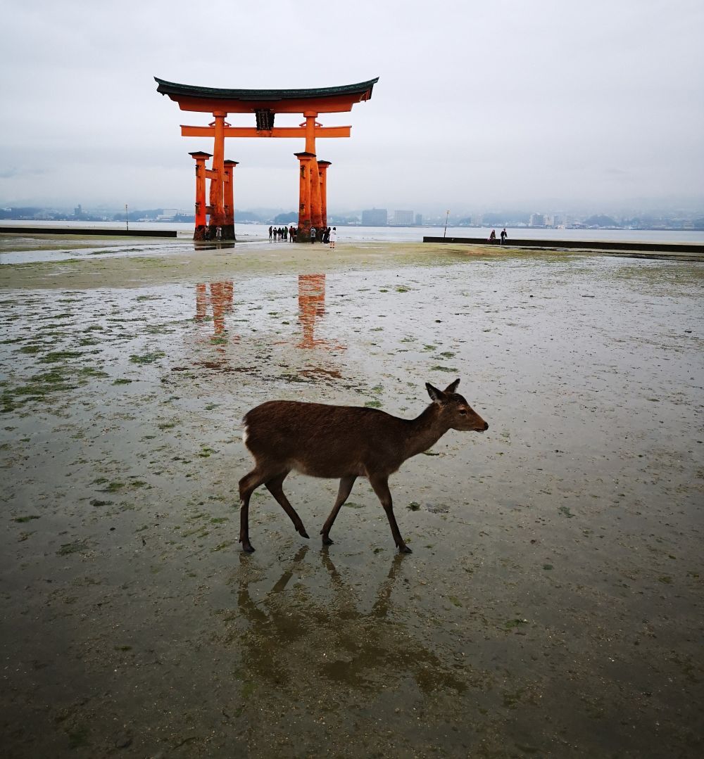 Das Torii in Miyajima mit einem freilaufenden Reh im Vordergrund