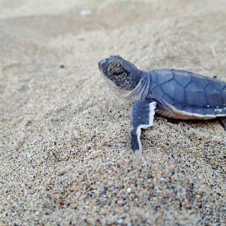 Schildkrötenjunges auf dem Weg zum Meer