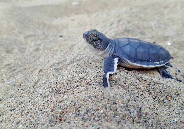 Schildkrötenjunges auf dem Weg zum Meer