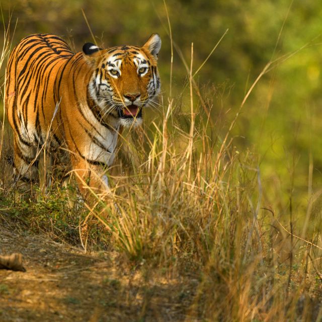Bengalischer Tiger