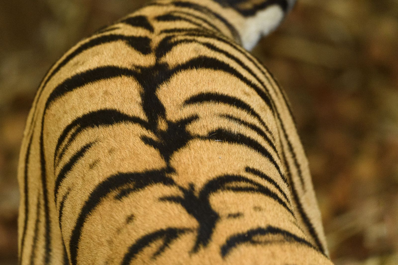 Fellzeichnung des Bengalischen Tiger