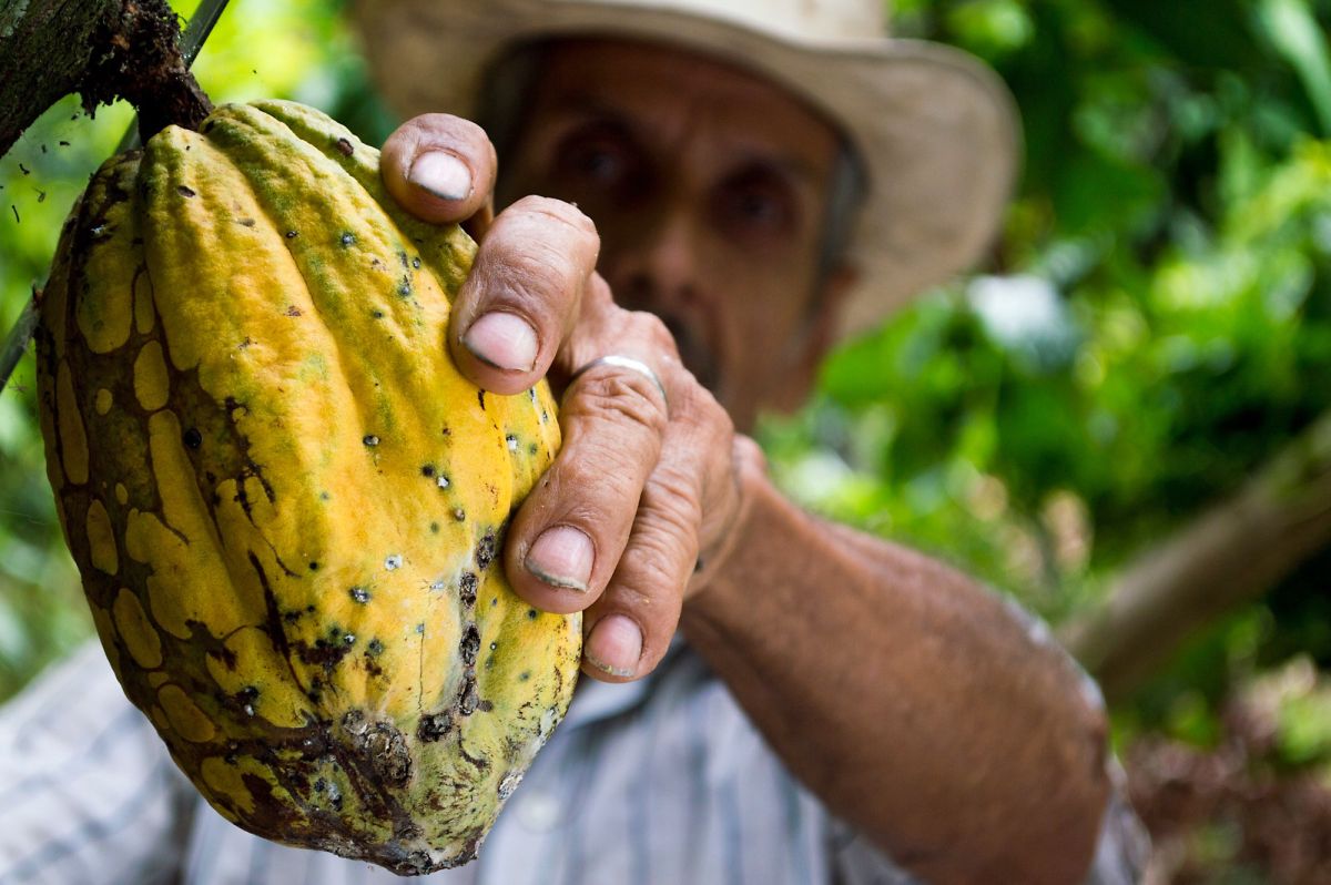 Kakaoernte in Kolumbien