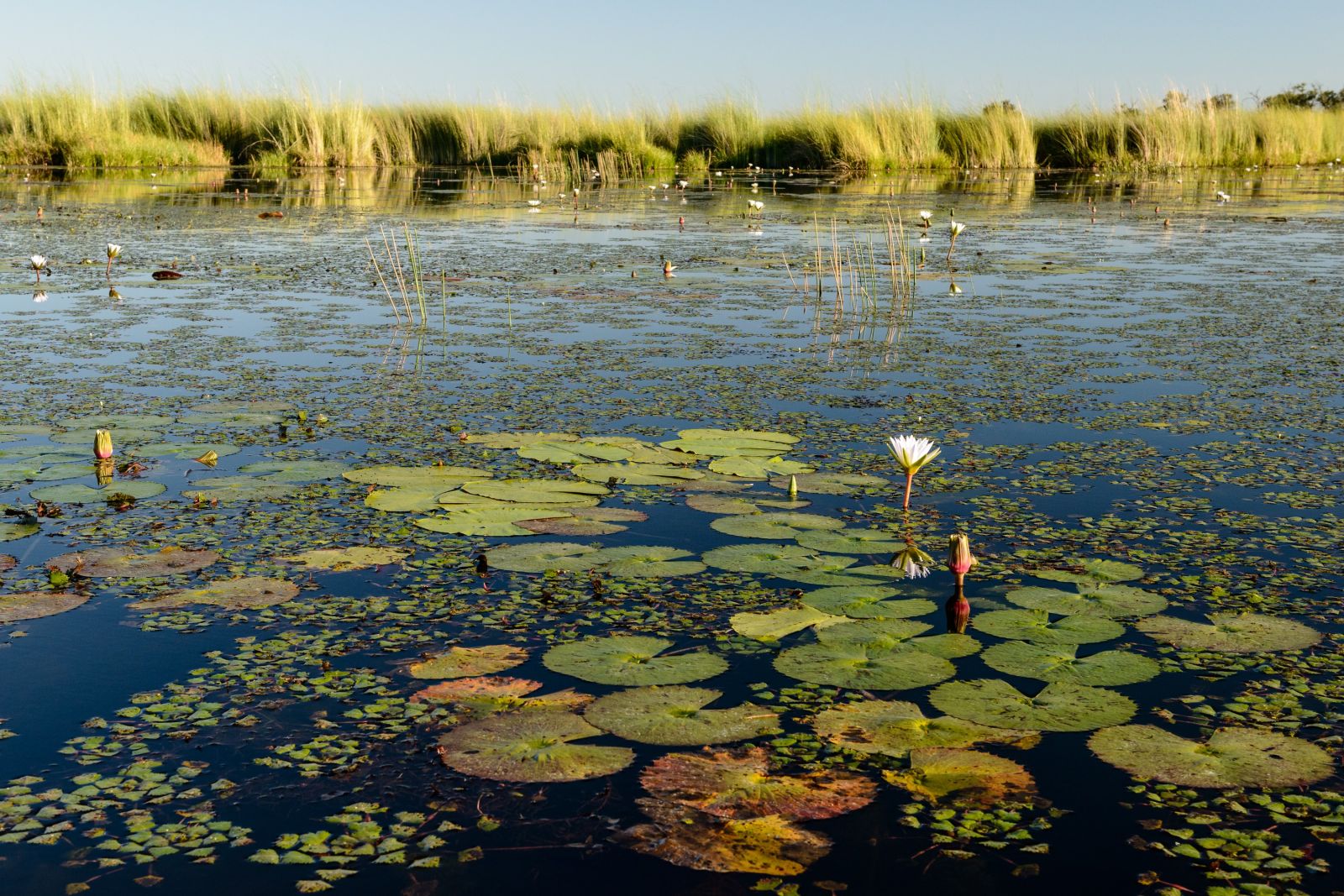 Landschaft am Xakanaxa Channel, Moremi Game Reserve, Okavango-Delta, Botswana
